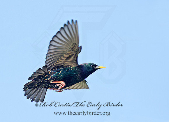 Sturnus vulgaris  EUROPEAN STARLING 9000600