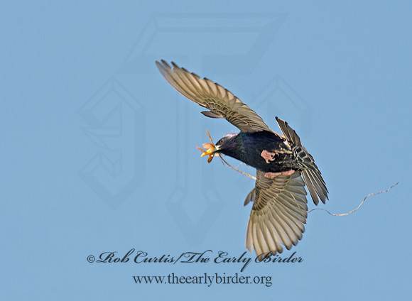 Sturnus vulgaris  EUROPEAN STARLING 9001585