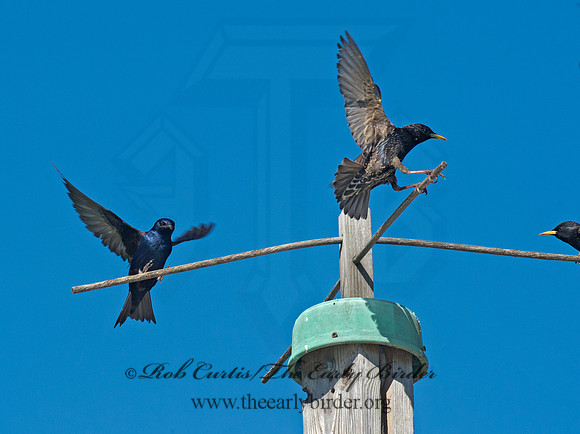 Sturnus vulgaris  EUROPEAN STARLING 9002794