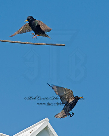 Sturnus vulgaris  EUROPEAN STARLING 9002797