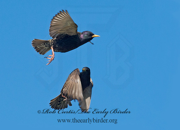 Sturnus vulgaris  EUROPEAN STARLING 9002798
