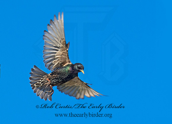 Sturnus vulgaris  EUROPEAN STARLING 9002801
