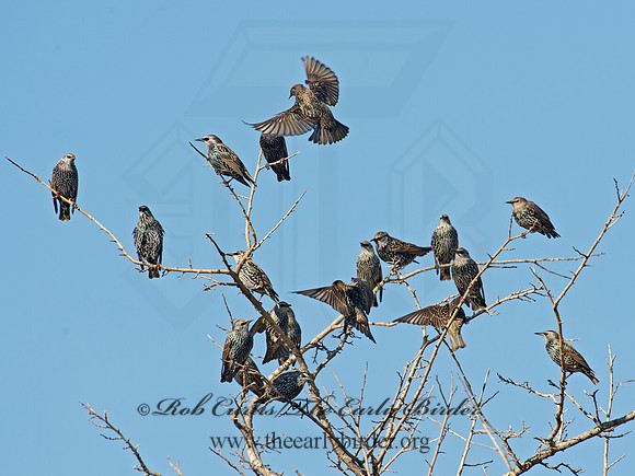 Sturnus vulgaris  EUROPEAN STARLING 9014996