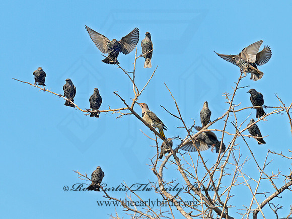 Sturnus vulgaris  EUROPEAN STARLING 9015109