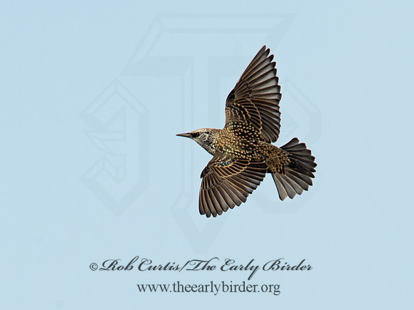 Sturnus vulgaris  EUROPEAN STARLING 9015620