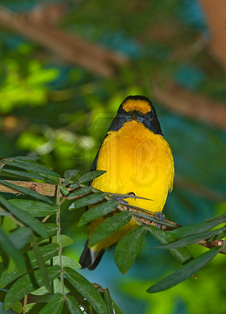 Euphonia violacea  VIOLACEOUS EUPHONIA 8006581