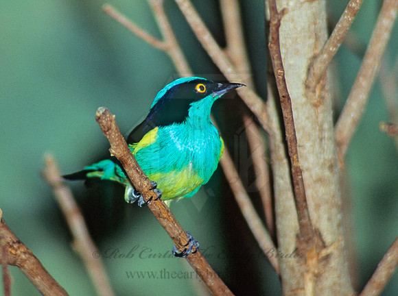 Dacnis egregia  YELLOW-TUFTED DACNIS 45223