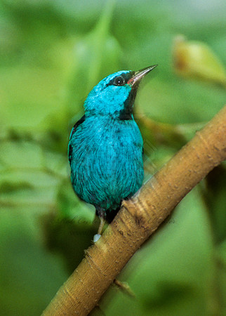 Dacnis cayana  BLUE DACNIS 293820