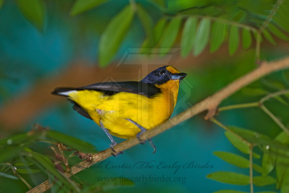 Euphonia violacea  VIOLACEOUS EUPHONIA 8006583