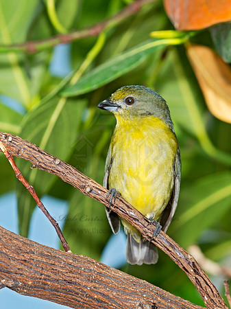 Euphonia violacea  VIOLACEOUS EUPHONIA 9009107