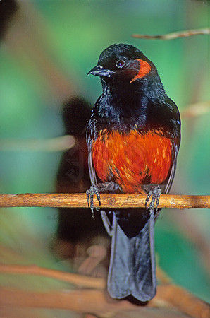 Anisognathus igniverntris  SCARLET-BELLIED MOUNTAIN TANAGER 45209