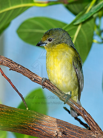 Euphonia violacea  VIOLACEOUS EUPHONIA 9009113