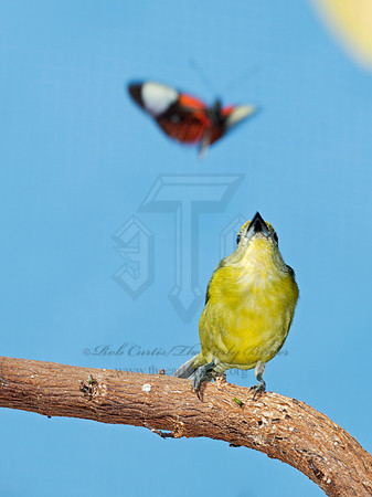 Euphonia violacea  VIOLACEOUS EUPHONIA 9009122