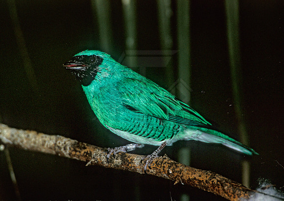 Dacnis lineata  BLACK-FACED DACNIS 1276725