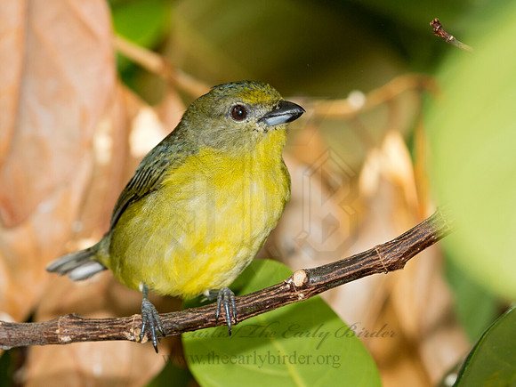 Euphonia violacea  VIOLACEOUS EUPHONIA 9009126