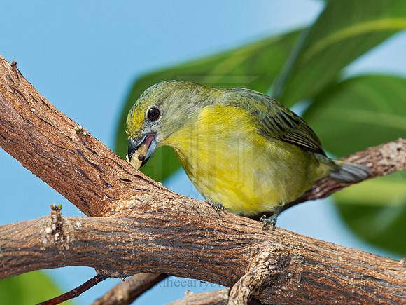 Euphonia violacea  VIOLACEOUS EUPHONIA 9009129
