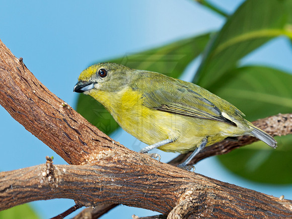 Euphonia violacea  VIOLACEOUS EUPHONIA 9009133