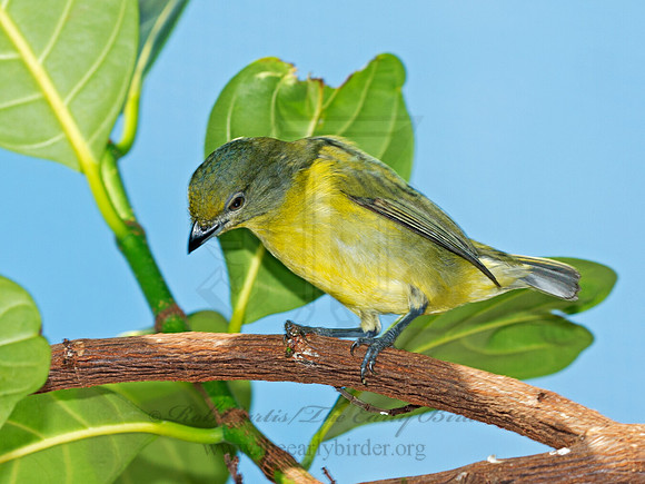 Euphonia violacea  VIOLACEOUS EUPHONIA 9009141
