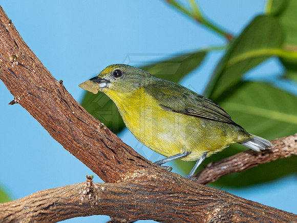 Euphonia violacea  VIOLACEOUS EUPHONIA 9009163