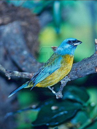 Pipraeidea bonariensis  BLUE & YELLOW TANAGER 97227