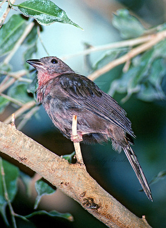 Habla fuscicauda  RED-THROATED ANT-TANAGER 97223