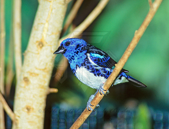 Tangara brasiliensis  WHITE-BELLIED TANAGER 45129