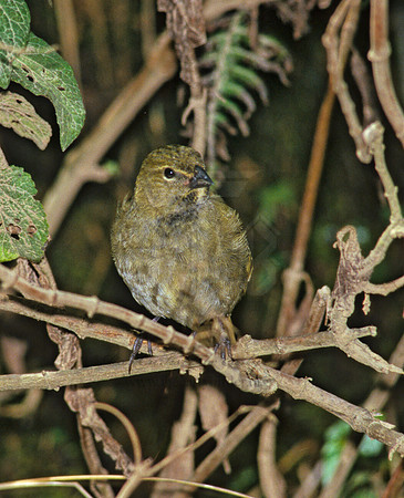 Tiaris olivaceae  YELLOW FACED GRASSQUIT 209301