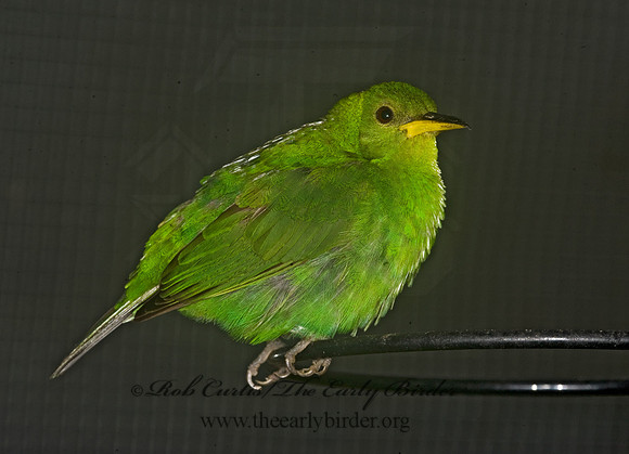 Chlorophanes spiza  GREEN HONEYCREEPER 8011354