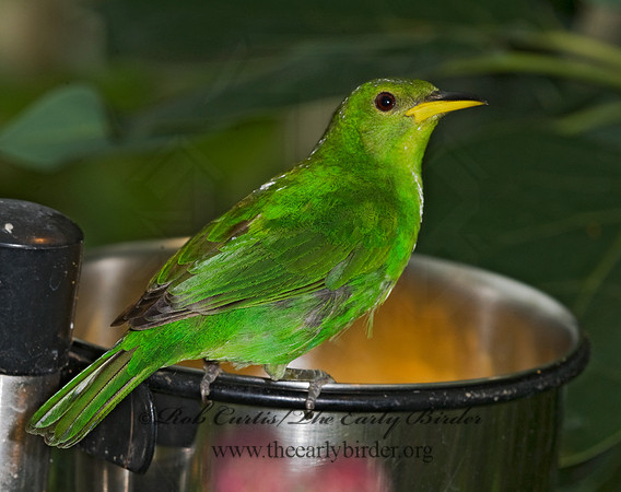 Chlorophanes spiza  GREEN HONEYCREEPER 8009658