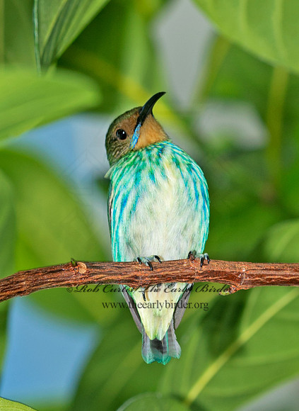 Cyanerpes caeruleus  PURPLE HONEYCREEPER 9009159