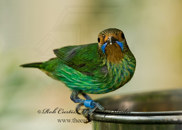 Cyanerpes caeruleus  PURPLE HONEYCREEPER 8006725