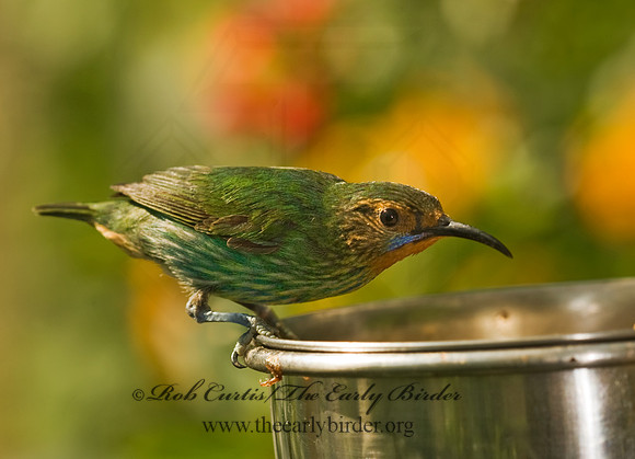 Cyanerpes caeruleus  PURPLE HONEYCREEPER 8006707
