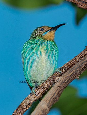 Cyanerpes caeruleus  PURPLE HONEYCREEPER 9009160