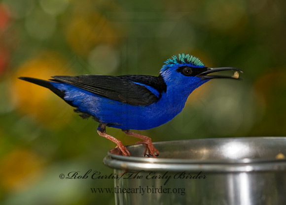 Cyanerpes cyaneus  RED-LEGGED HONEYCREEPER 8006705