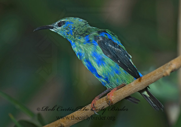 Cyanerpes cyaneus  RED-LEGGED HONEYCREEPER 6018811
