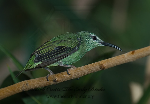 Cyanerpes cyaneus  RED-LEGGED HONEYCREEPER 6018814