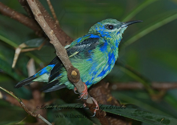 Cyanerpes cyaneus  RED-LEGGED HONEYCREEPER 6018803