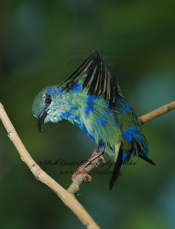 Cyanerpes cyaneus  RED-LEGGED HONEYCREEPER 6018817
