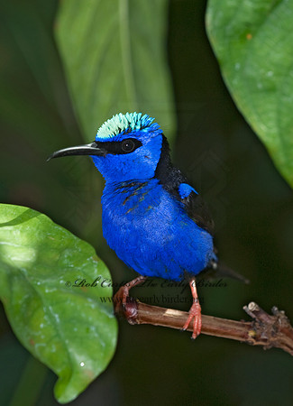 Cyanerpes cyaneus  RED-LEGGED HONEYCREEPER 8006727