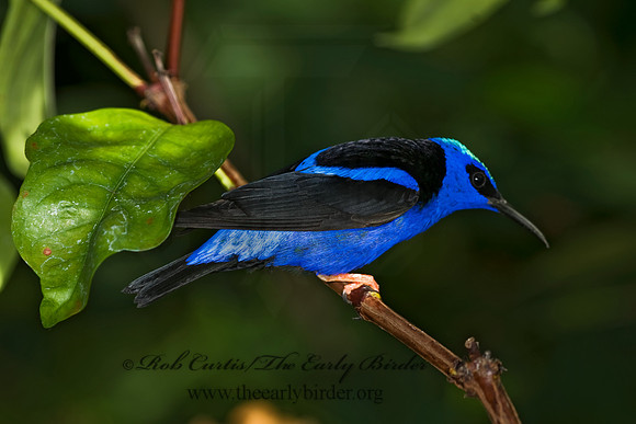 Cyanerpes cyaneus  RED-LEGGED HONEYCREEPER 8006734