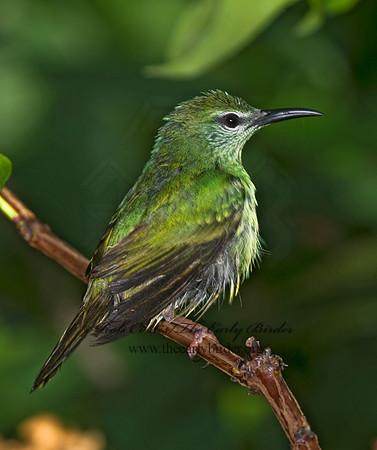 Cyanerpes cyaneus  RED-LEGGED HONEYCREEPER 8006736