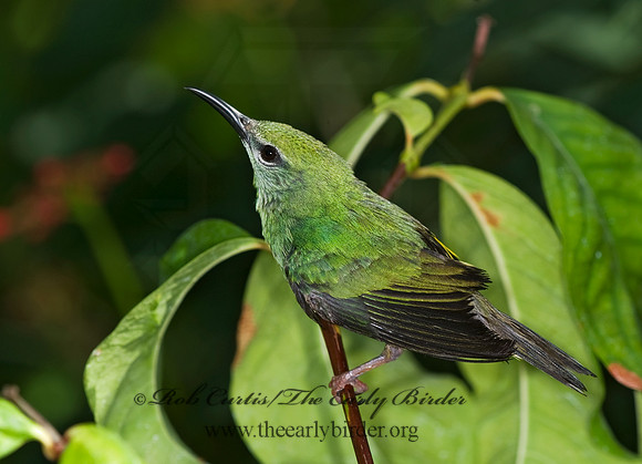 Cyanerpes cyaneus  RED-LEGGED HONEYCREEPER 8006737