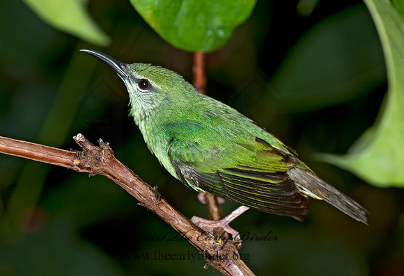 Cyanerpes cyaneus  RED-LEGGED HONEYCREEPER 8006740