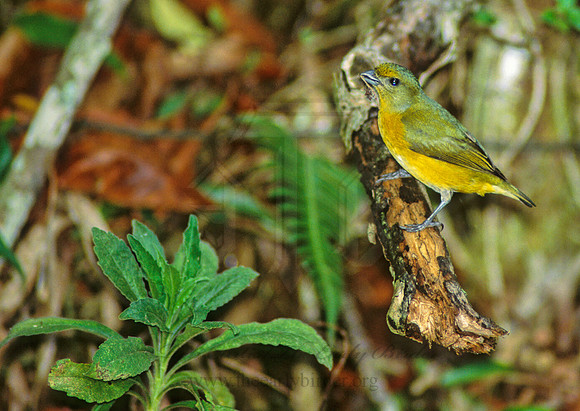 Euphonia hirundinaaeae  YELLOW-THROATED EUPHONIA 205032