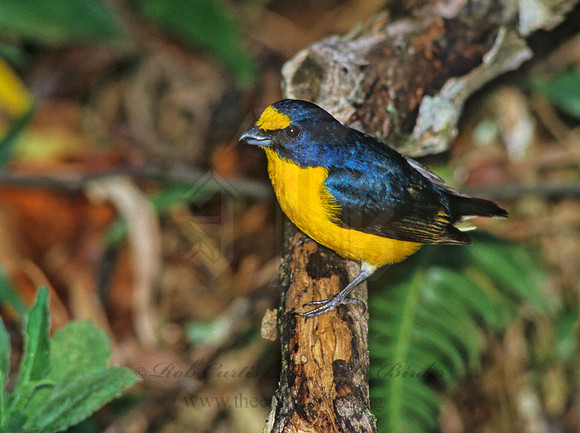 Euphonia hirundinaaeae  YELLOW-THROATED EUPHONIA 205120