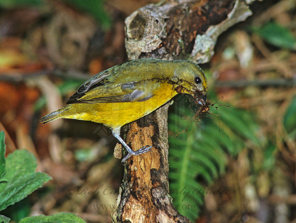 Euphonia hirundinaaeae  YELLOW-THROATED EUPHONIA 205117
