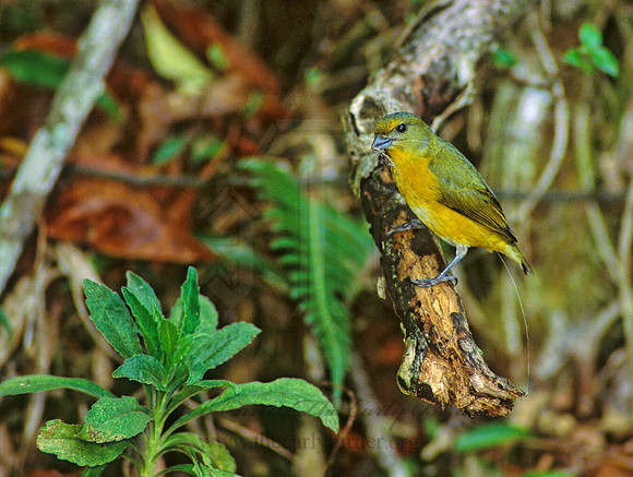 Euphonia hirundinaaeae  YELLOW-THROATED EUPHONIA 205033