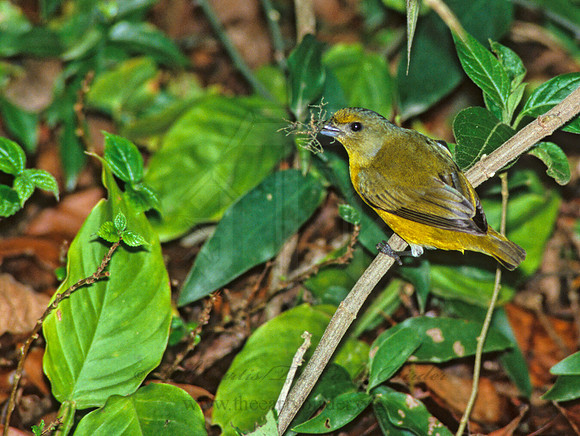 Euphonia hirundinaaeae  YELLOW-THROATED EUPHONIA 205102