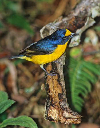 Euphonia hirundinaaeae  YELLOW-THROATED EUPHONIA 205124