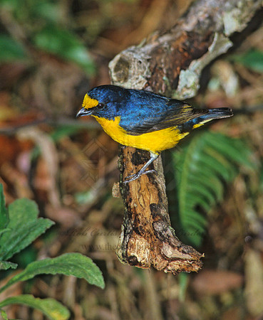 Euphonia hirundinaaeae  YELLOW-THROATED EUPHONIA 205125